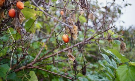 TTArtisan 25mm f2.0 カラスうり