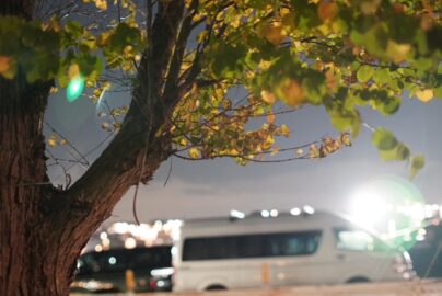 7Artisans 35mm f0.95 で撮影した夕暮れ時の街路樹(秋)