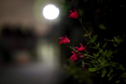 7Artisans 35mm f0.95 夜 赤い花 背景 とろけるボケ