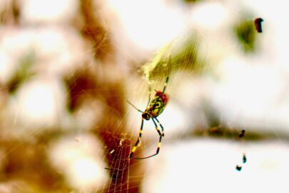 7Artisans 35mm f0.95 女郎蜘蛛