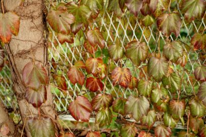 7Artisans 35mm f0.95 秋の枯れゆくツタ