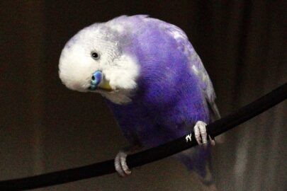 SMC Takumar 35mm f3.5 セキセイインコ 藤色