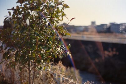 川辺の木とフレアの写真