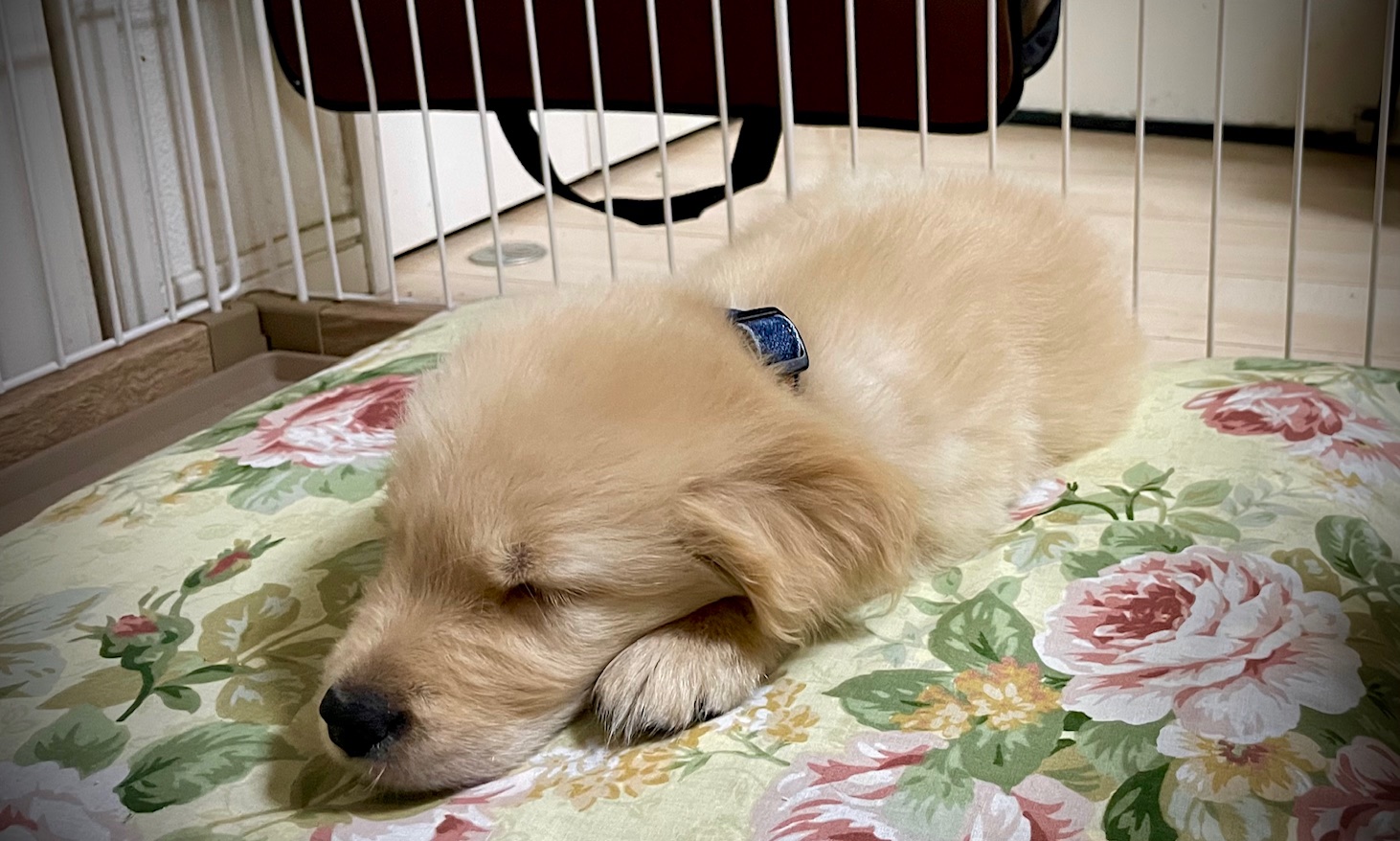 大型犬育成研究室｜ゴールデンの成長記録と科学的な飼い方実験